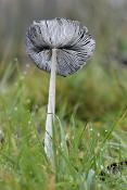hazenpootje (coprinopsis lagopus) 11-2010 1881